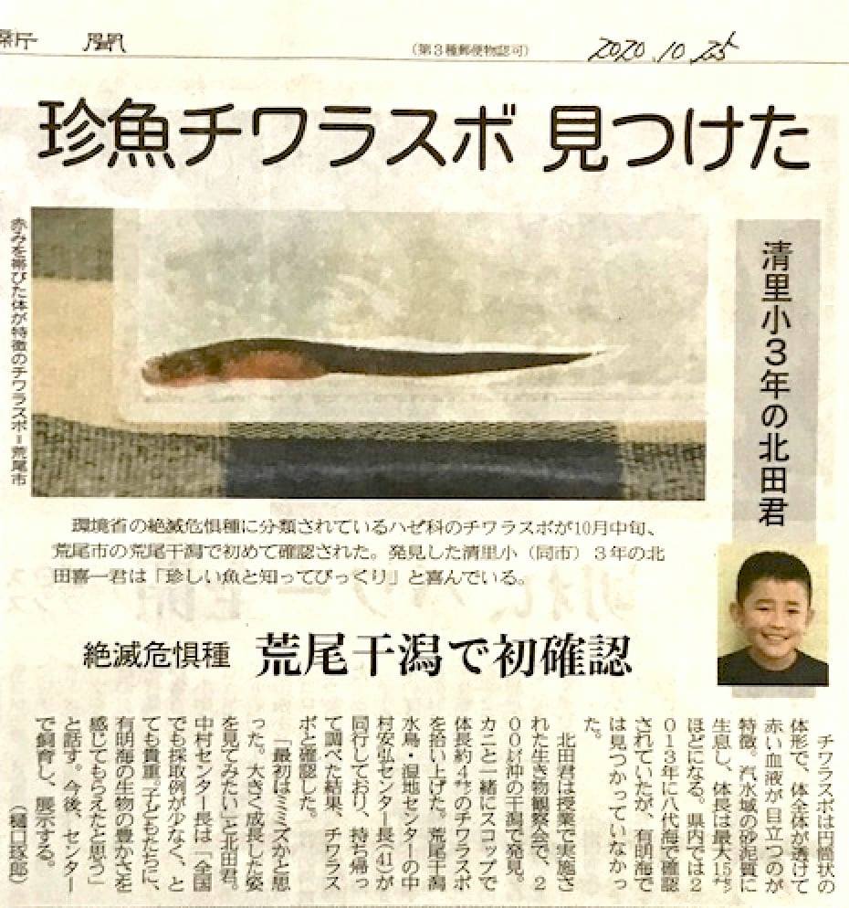 荒尾干潟で絶滅危惧種の珍魚チワラスボが発見されました よみがえれ有明海