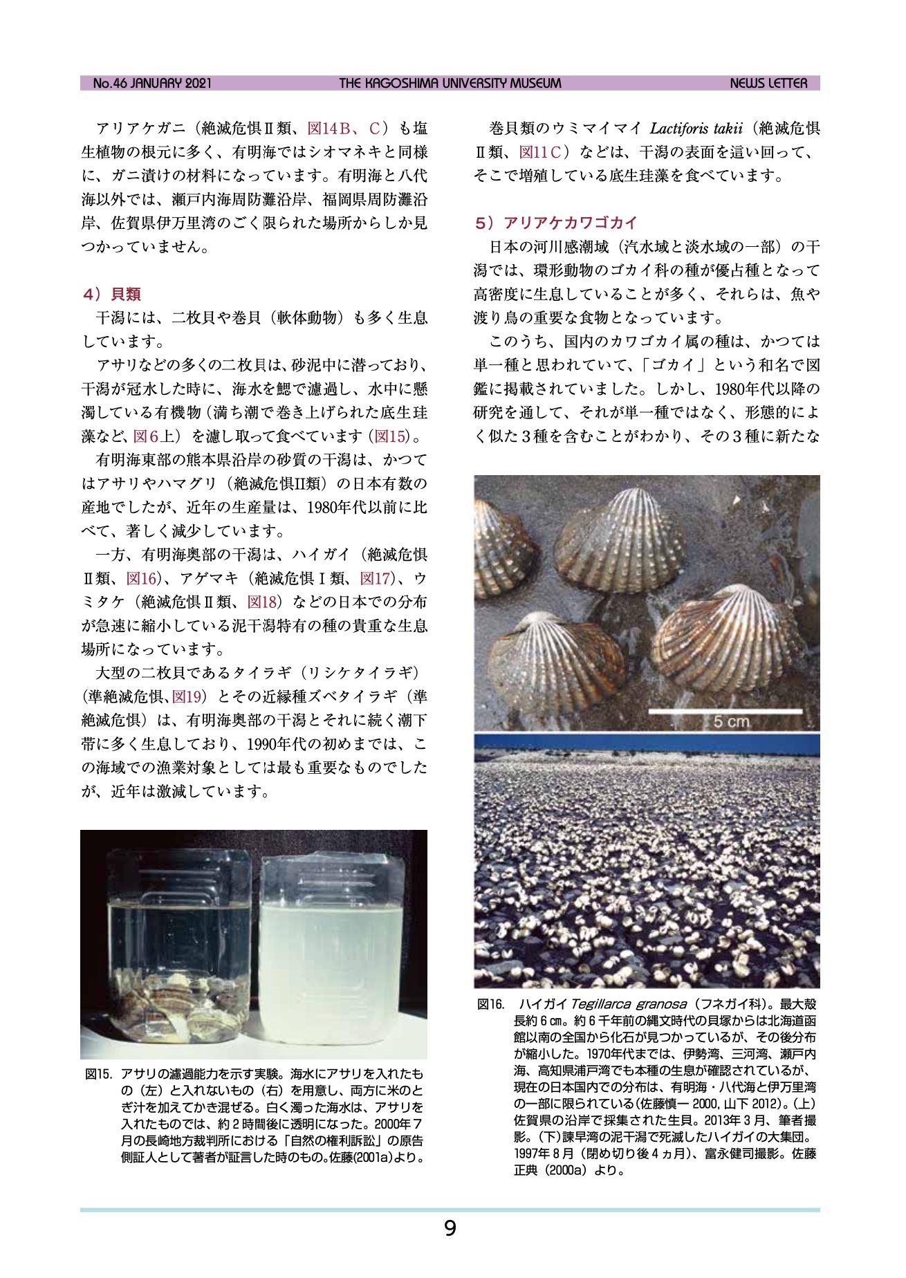 特別展 有明海の干潟の生物と人々の暮らし 鹿児島大学総合研究博物館主催 よみがえれ有明海